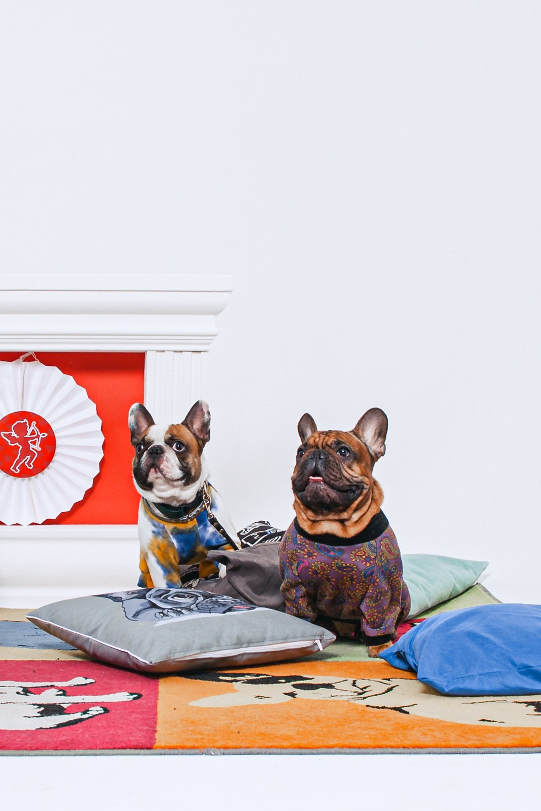 Пижамная вечеринка французских бульдогов и их хозяев. Фотограф-анималист Татьяна Степанова