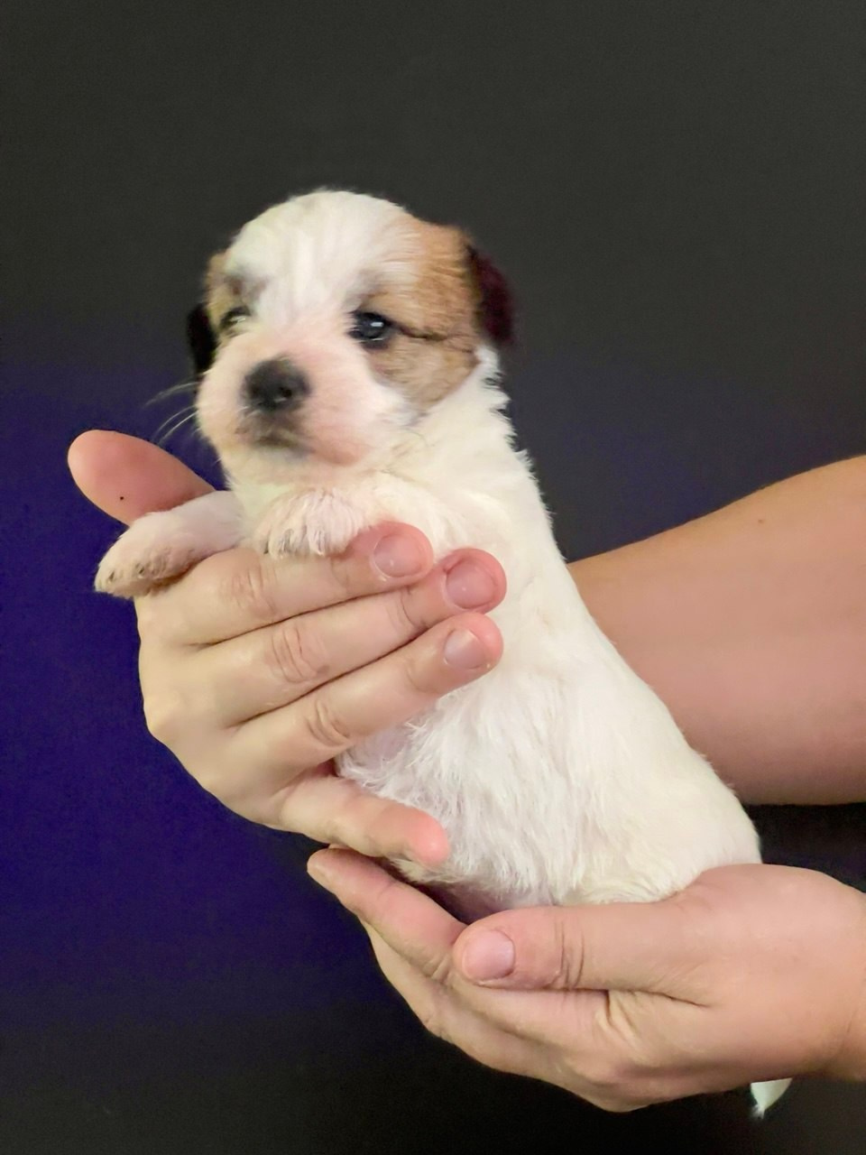 Сука 5. Lovely Orange kennel Jack Russell Terrier FCI/RKF