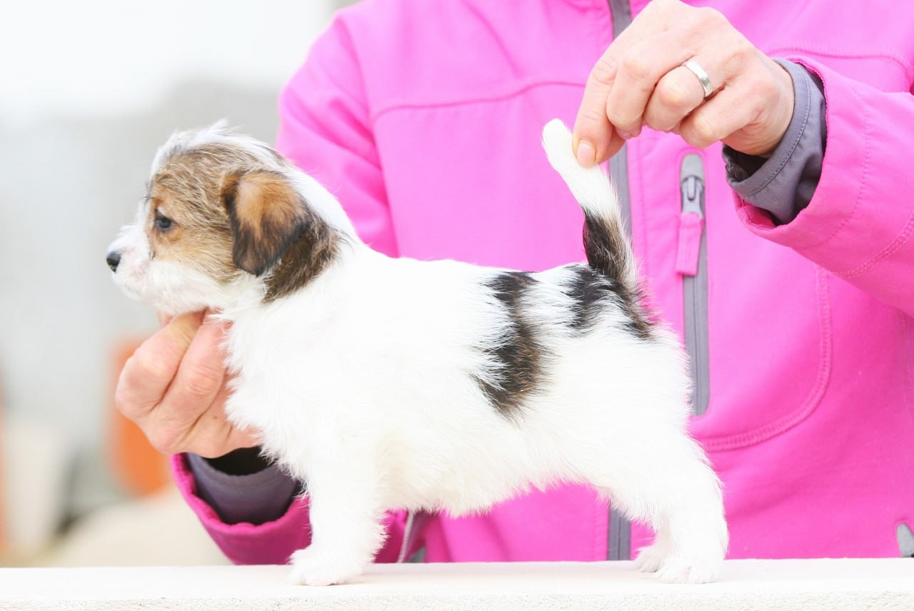 Сука 2. Lovely Orange kennel Jack Russell Terrier FCI/RKF