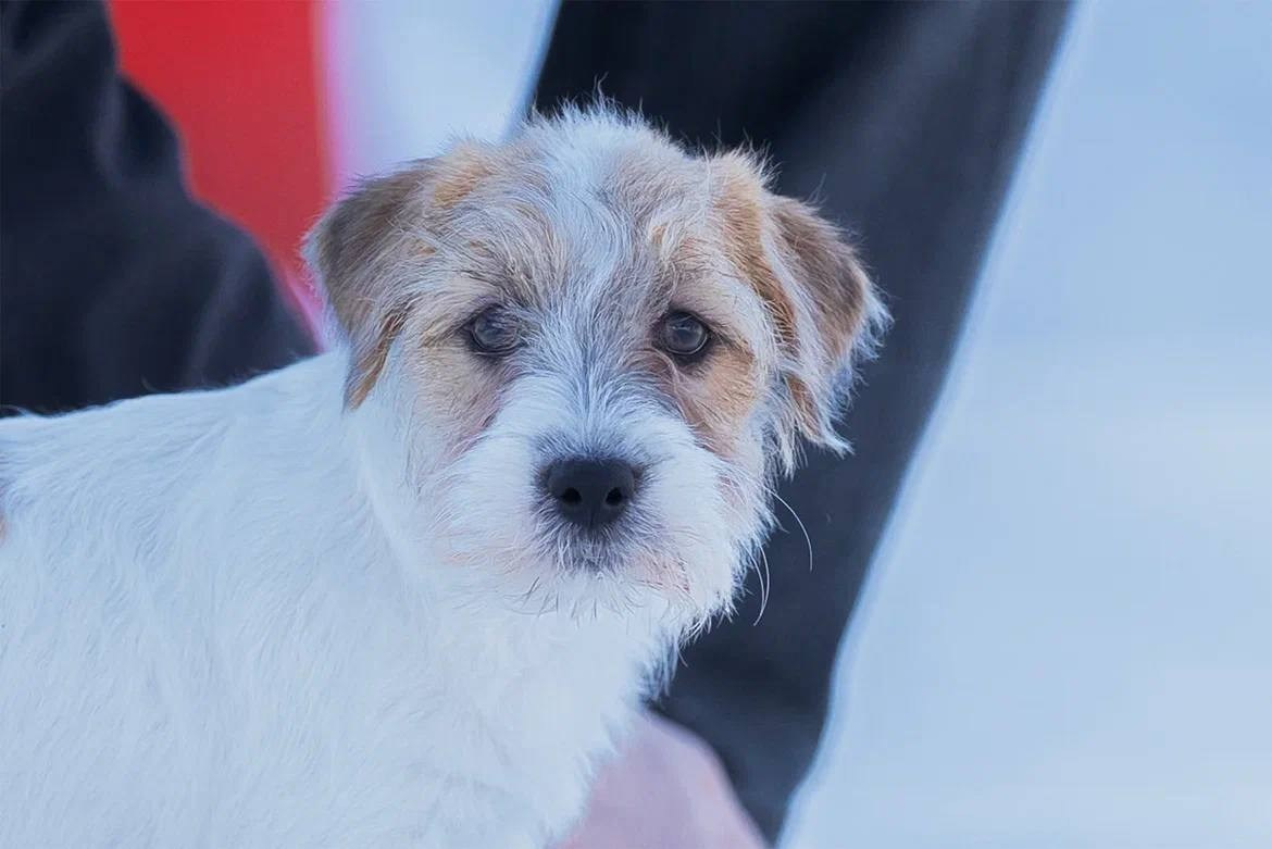 Сука 4. Lovely-Orange питомник джек рассел терьеров