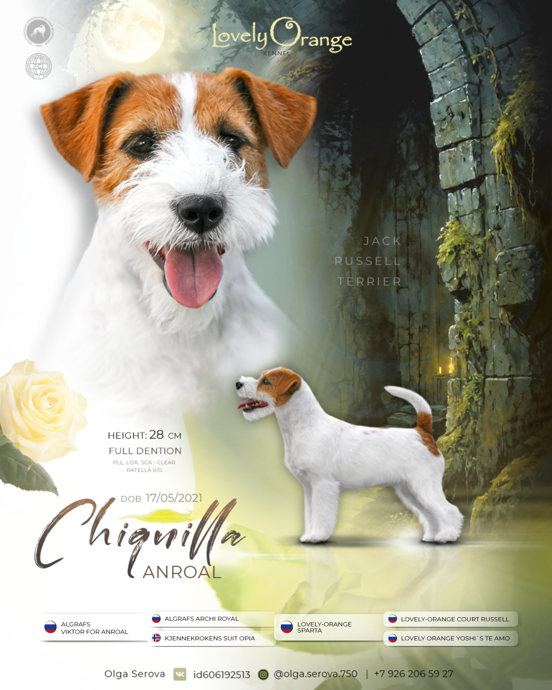 Anroal Chiquilla aka Miya. Lovely-Orange питомник джек рассел терьеров