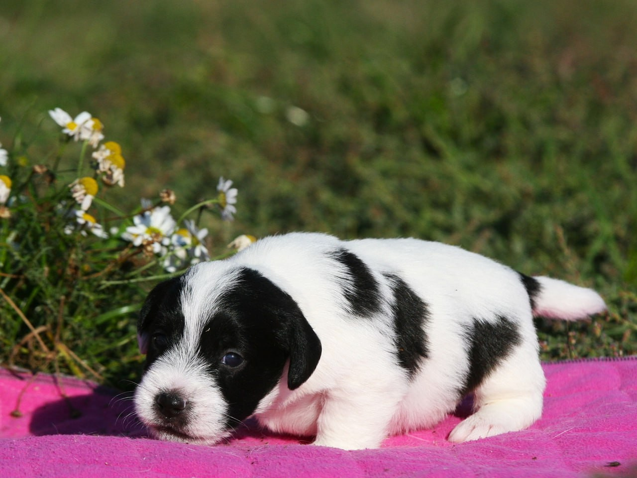 Кобель. Lovely-Orange питомник джек рассел терьеров