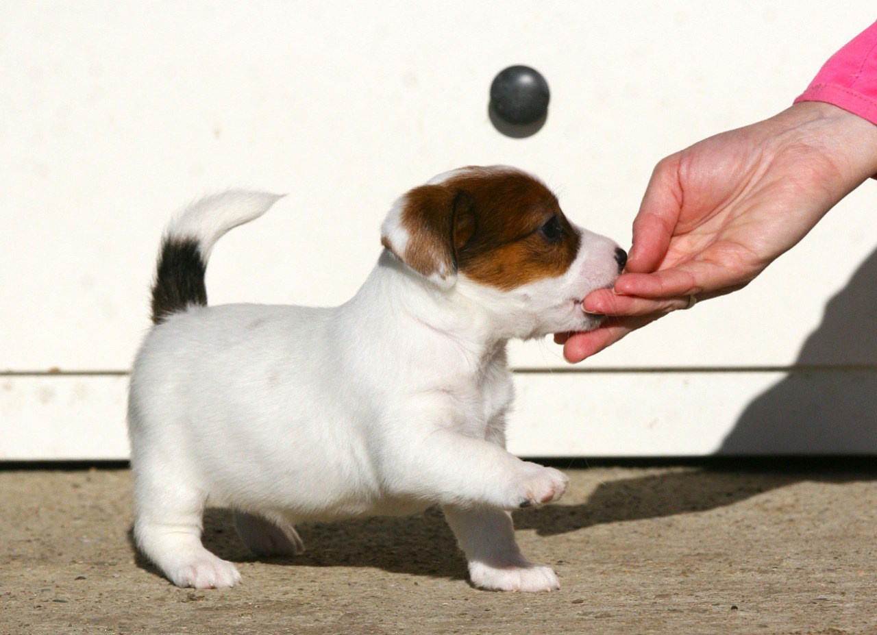 Кобель. Lovely-Orange питомник джек рассел терьеров