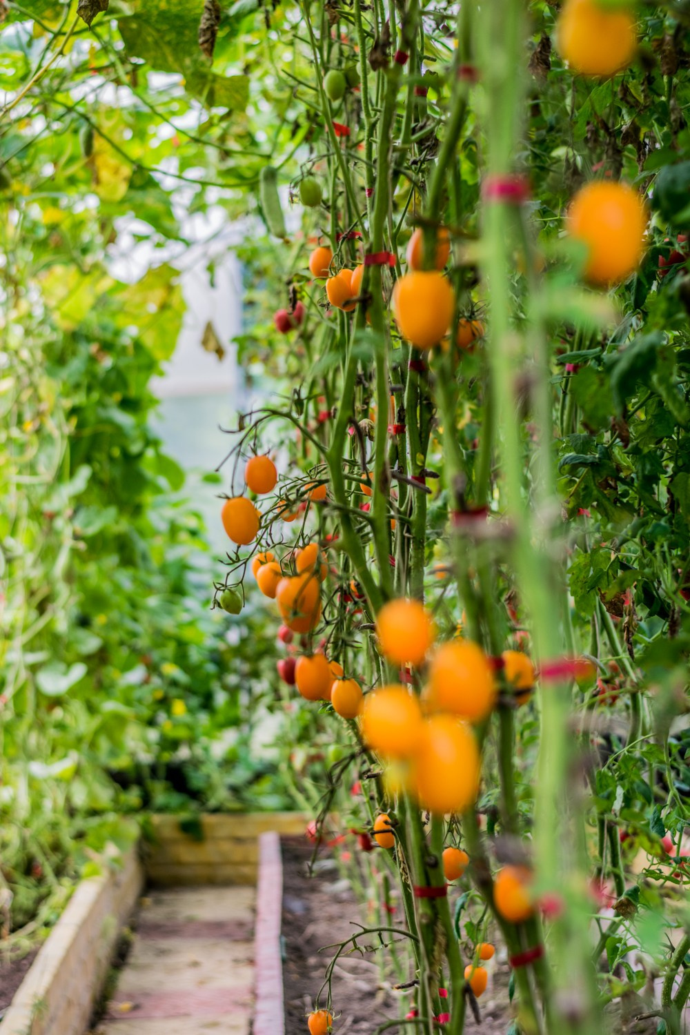 Антон Курдюмов фотограф в Хабаровске Рина Курдюмова фото27 foto27 Антон Дорофеев репортажный репортаж документалист Тони и Рина фотосоздатели Виноградники Хехцир 2024 Хабаровск виноград дикий фермер фермерство дачный сезон