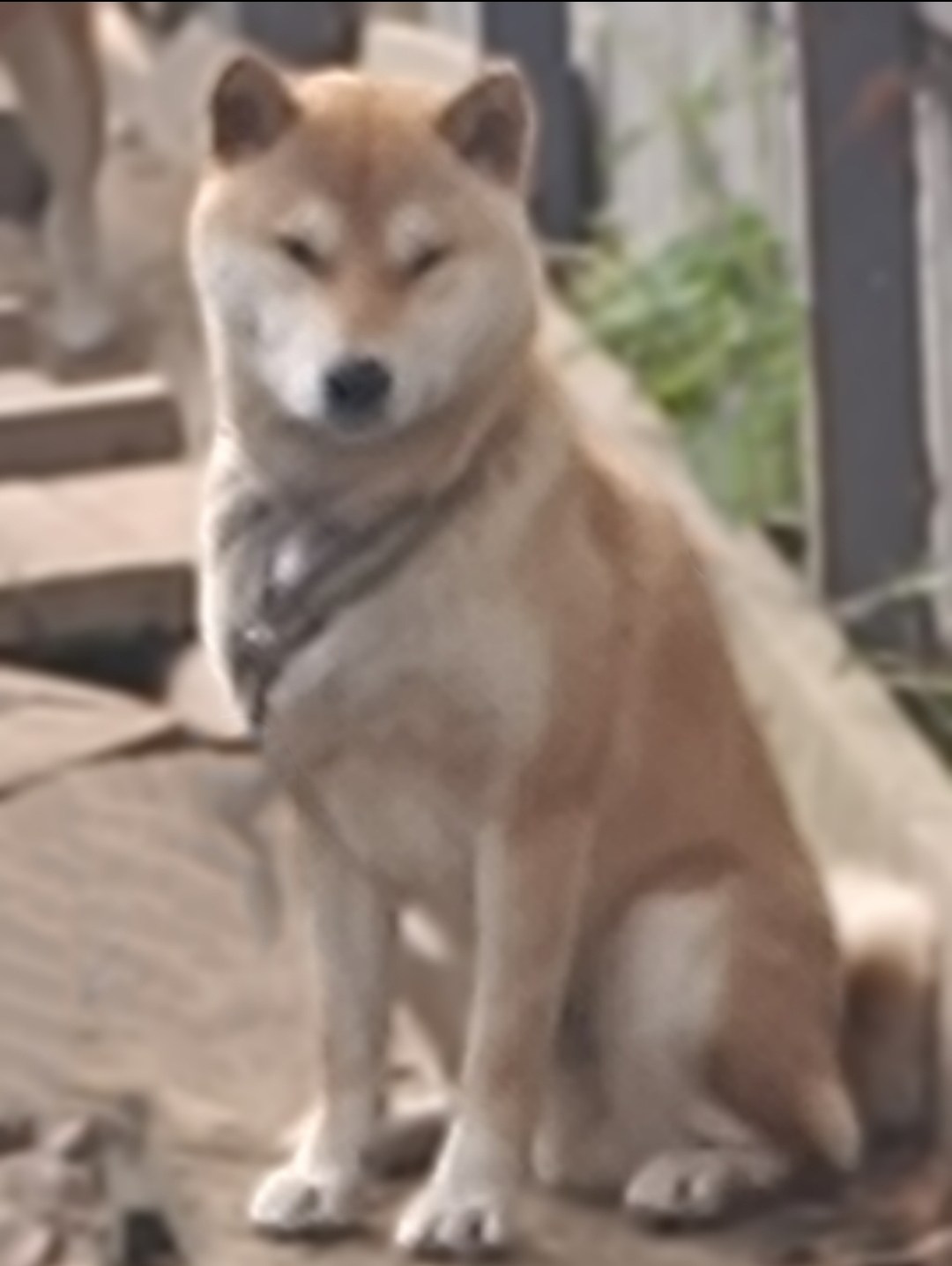 VEGABOND AT HEART. AMERICAN AKITA RUBYLIGHT KENNEL I SHIBA-INU