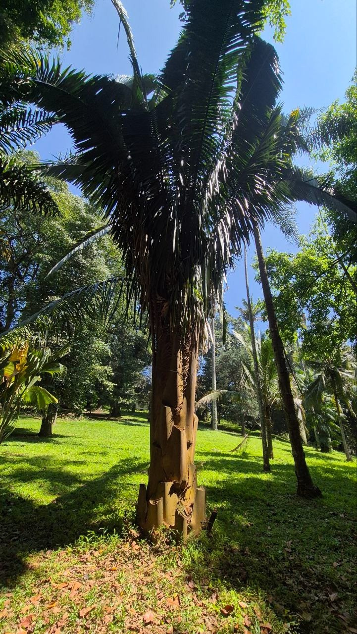 Шри-Ланка | 31.01 — 10.02.2025. Галерея Фантим