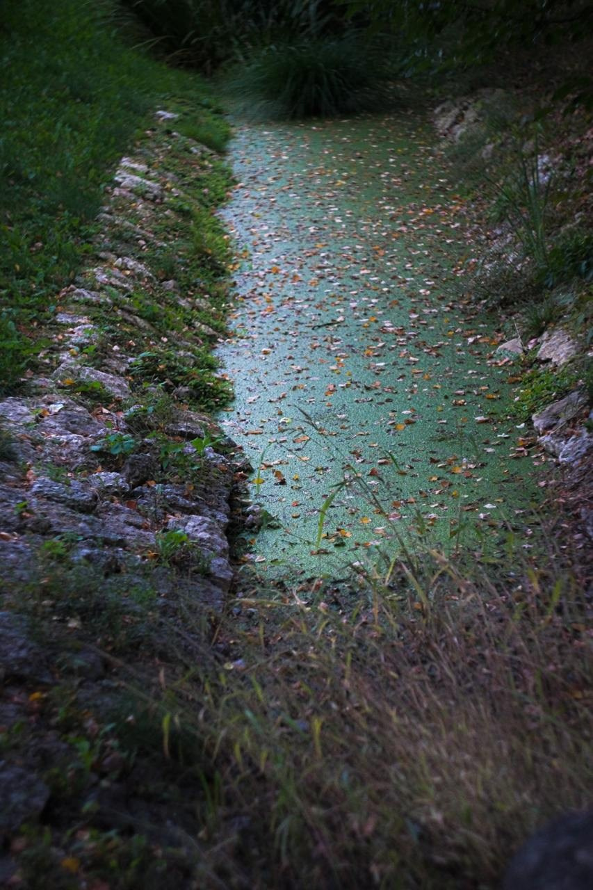 Аптекарский огород. Софа Катастрофа, Одичание. фотохудожница, креативный продюсер, автор. Nude, eros, портретный фотограф