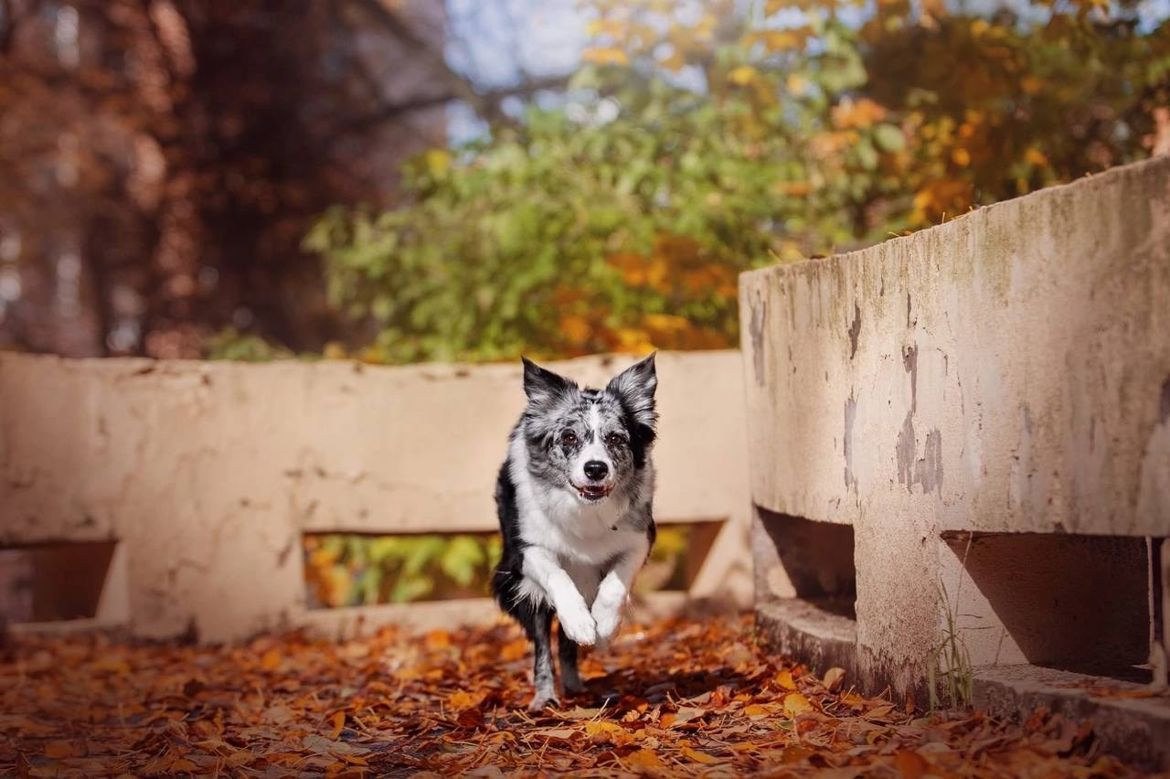 Модель Бордер-колли Юки для предметной съемки Н.Новгород | Sale Easy