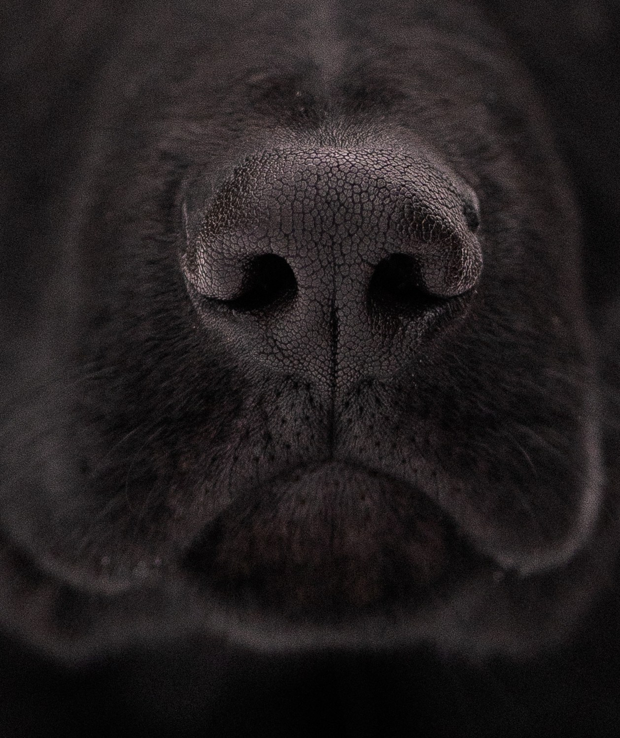 Немецкая овчарка. Фотограф и видеограф анималист Аганина Дарья