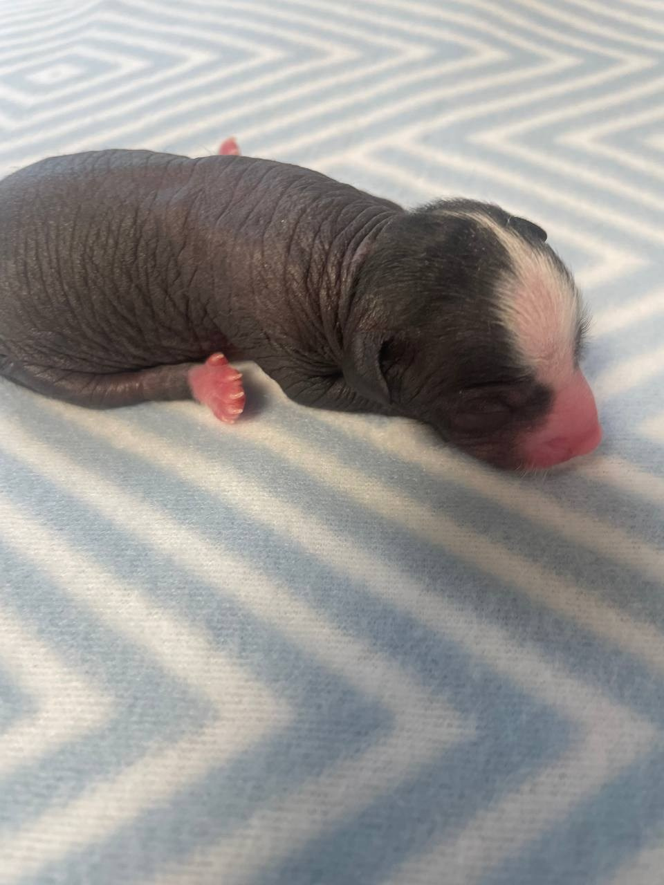 D3 День Рождения