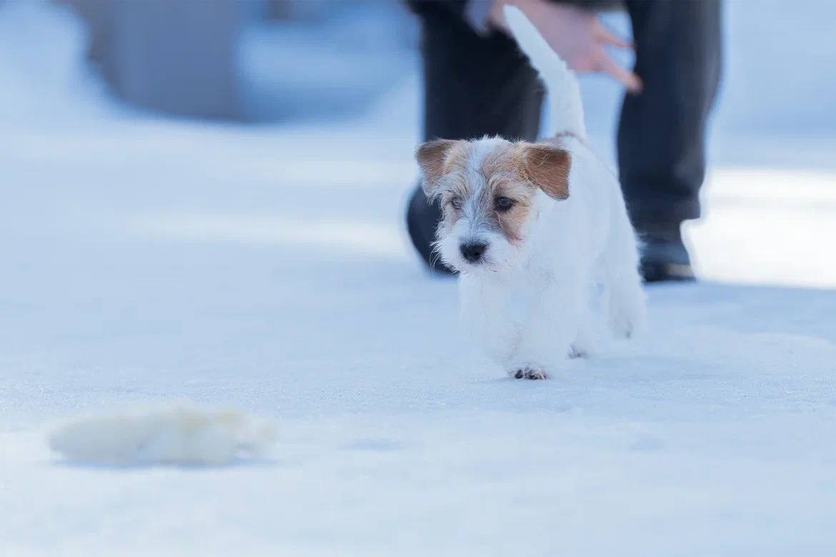 Сука 4. Lovely-Orange питомник джек рассел терьеров