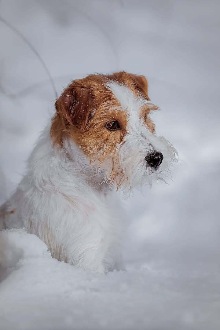 Lovely-Orange Mascarpone. Lovely-Orange питомник джек рассел терьеров