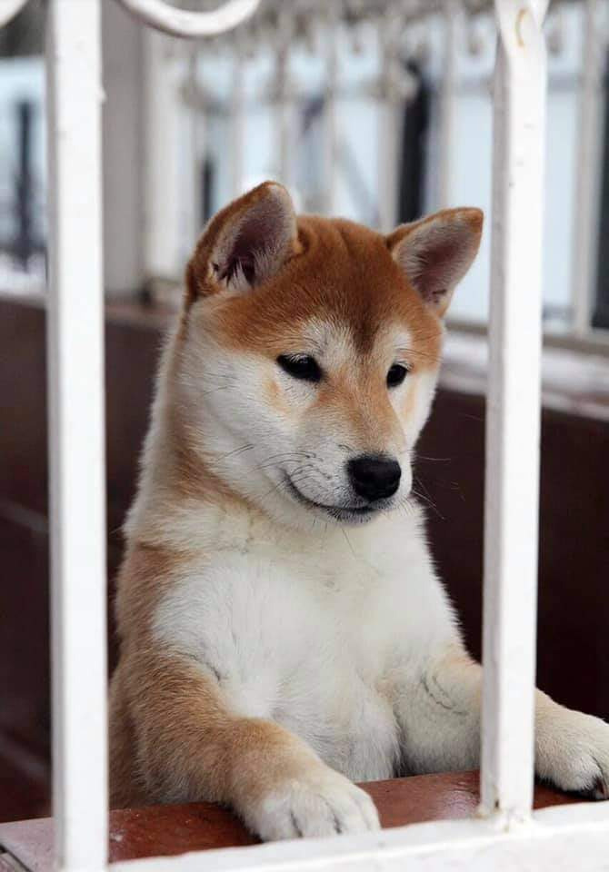 Мама Ассоль * SHIOMARU QUIMBY KERRY