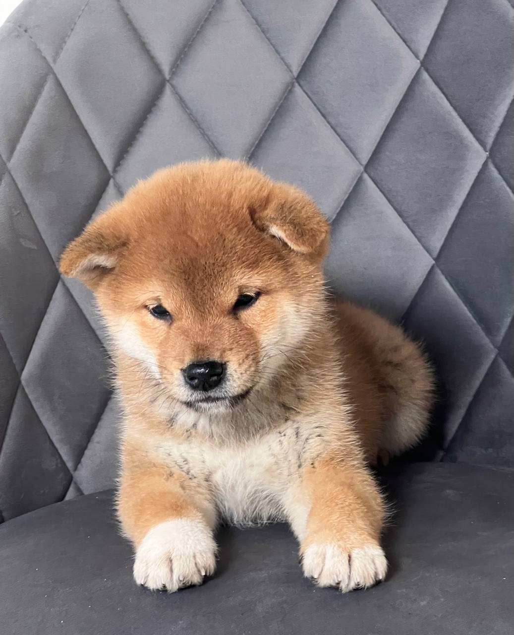 сиба питомник Рубилайт щенки на продажу rubylight  сиба щенки купить СПб Санкт-Петербург 