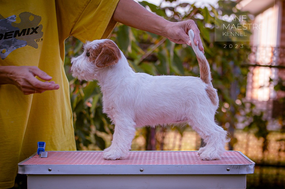 Щенок Джек-рассел-терьер. Девочка б/рыж. КАНЕ МАЭСТРО СЕРЕБРО. #4. КАНЕ МАЭСТРО — питомник Джек рассел терьеров