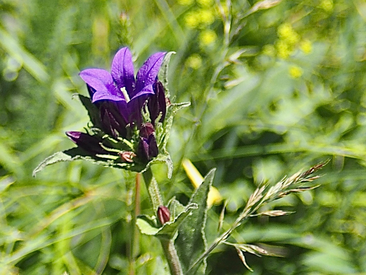 Флора и фауна. Смотри, красота!