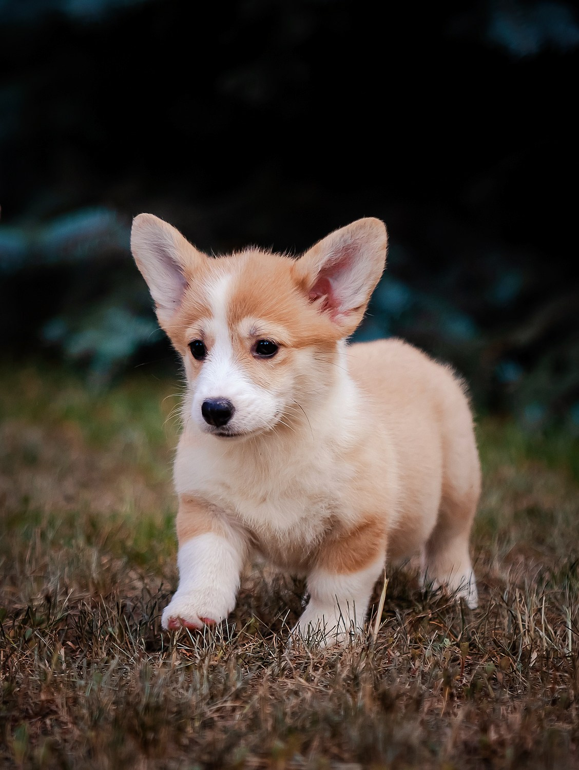 Щенки вельш корги пемброк из питомника. Питомник собак Акита, Хаски, Корги