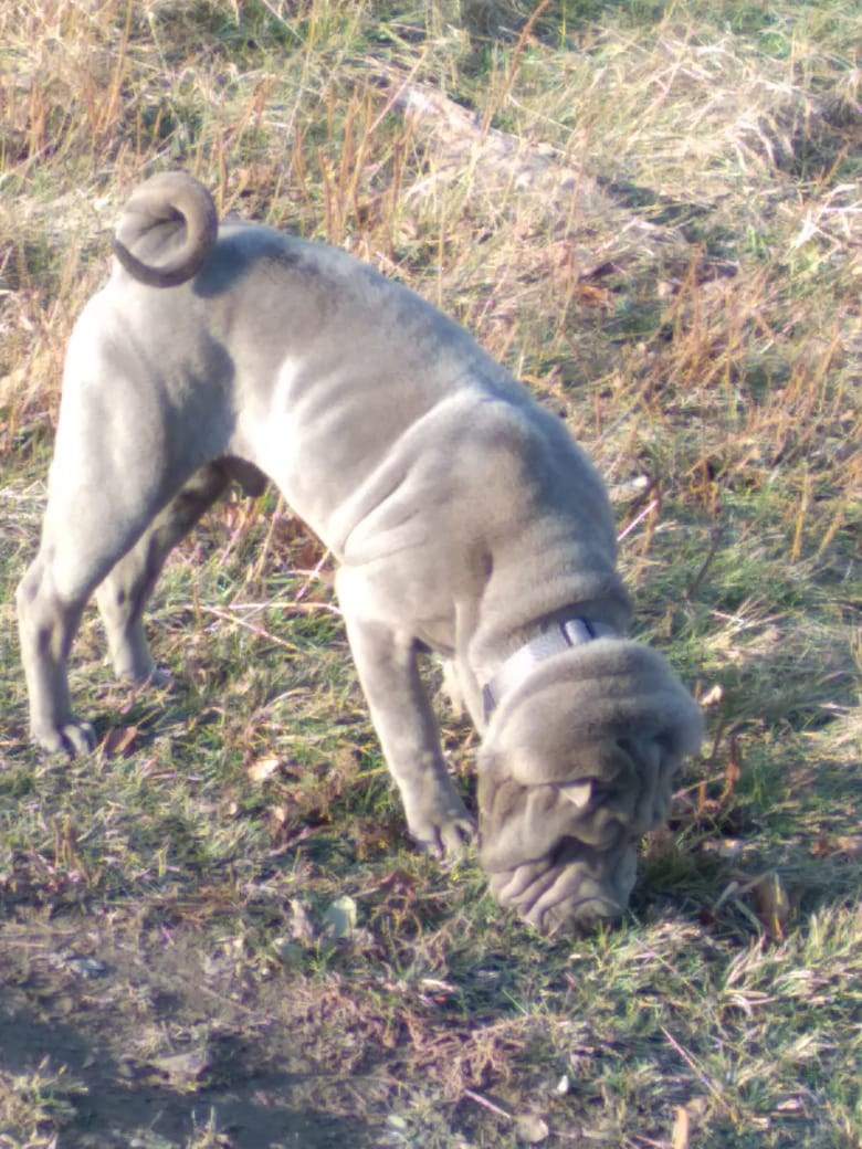 Купить Шарпей Ульяновск, Купить Шарпея Ульяновск, Купить щенка Шарпей Ульяновск, ТОП питомник Шарпеев Ульяновск, Питомник Шарпей  Ульяновск, 