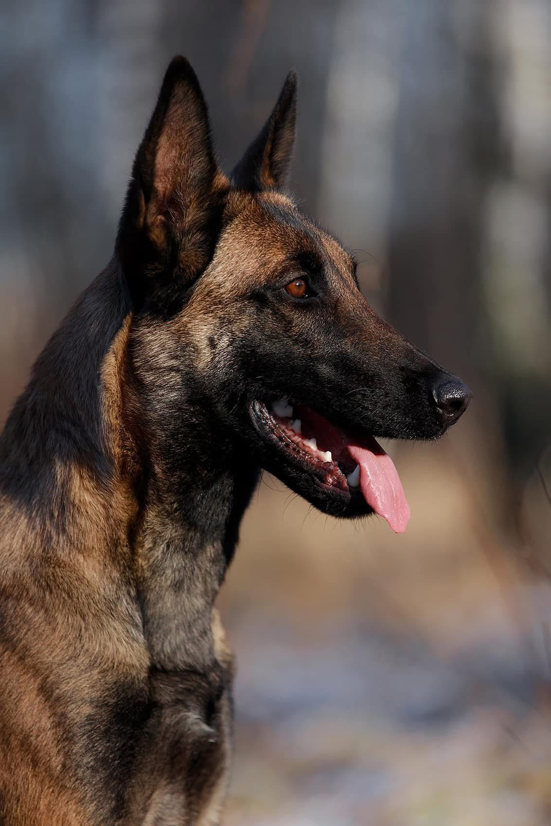 Малинуа в лицах. Фотограф-анималист Mary Mart — Москва, Питер