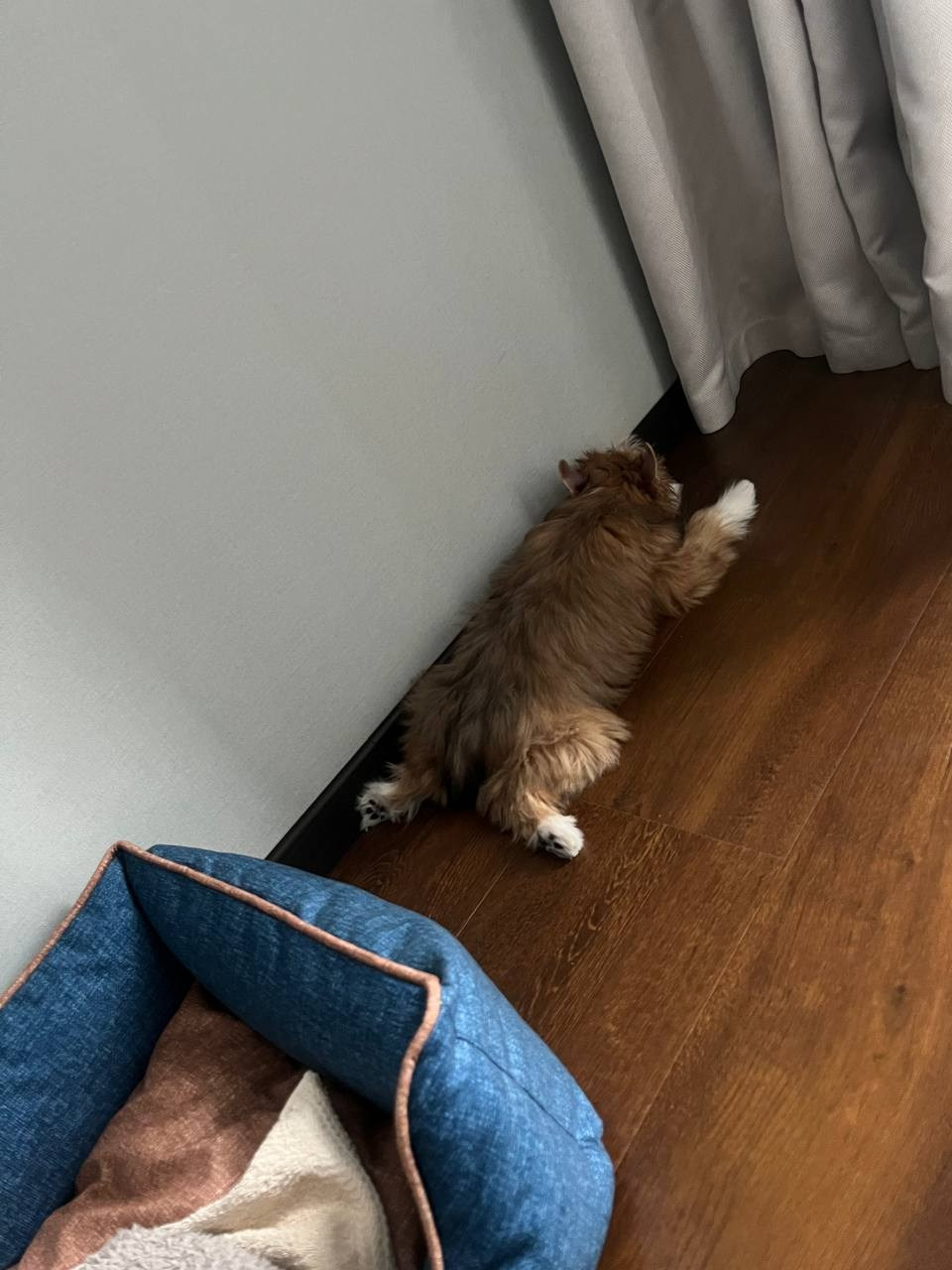 Poale Ell Veles. Chinese Crested Dog Kennel Poale Ell