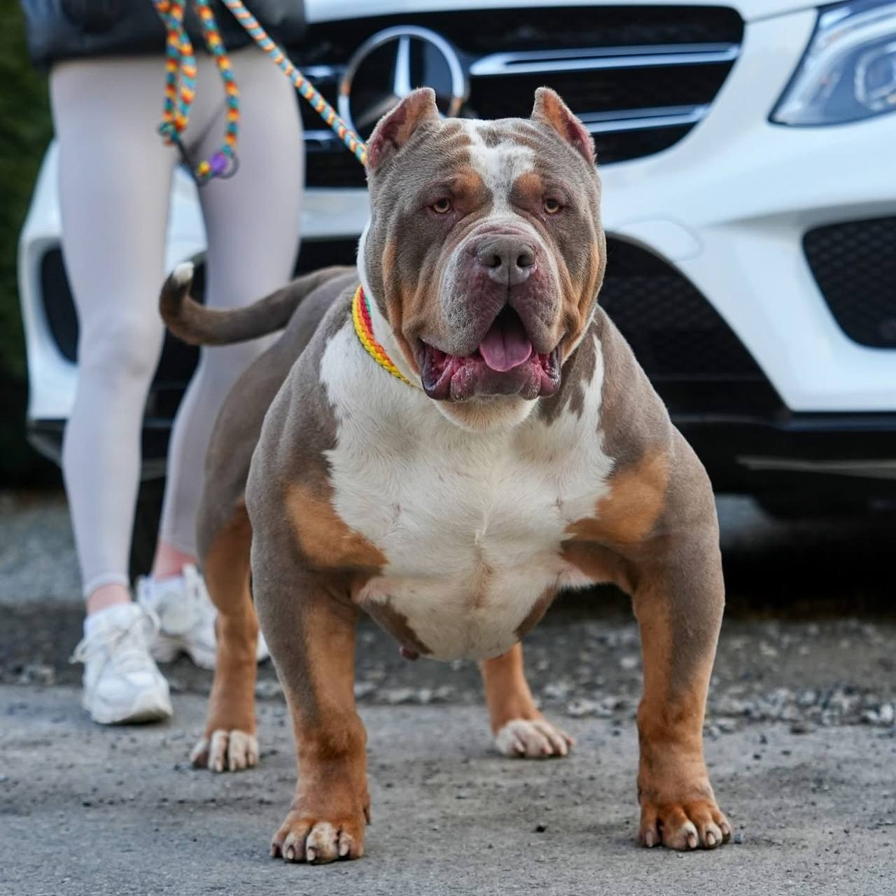 Mako’s GRANDBAR. Американские булли XL в г. Калининград. Питомник Great Bully UNIVERSE