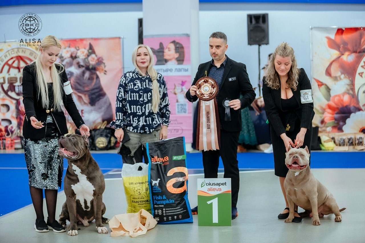 Участие в выставках. Американские булли XL в г. Калининград. Питомник Great Bully UNIVERSE