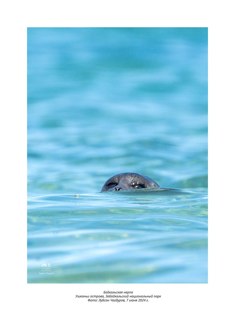 Фотовыставка «Дети природы». Фотограф Лубсан Чагдуров