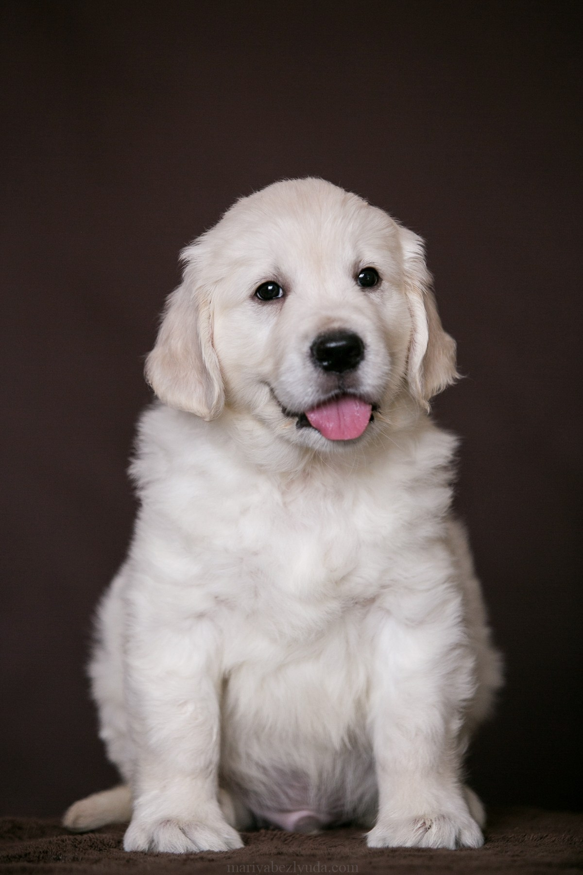 Щенки. Семейный и детский фотограф в Москве Мария Быкова