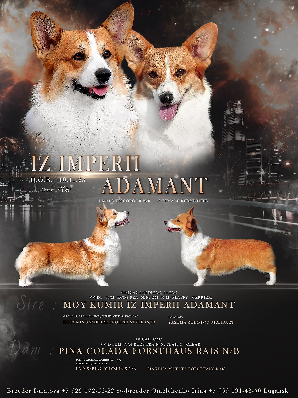 Презентации. Фотограф — анималист в Туле Юлия Лето