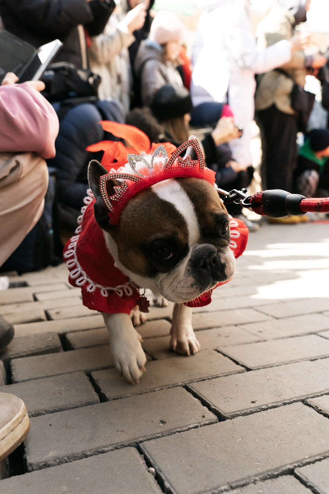 Парад Бульдогов. Axenov_eugene