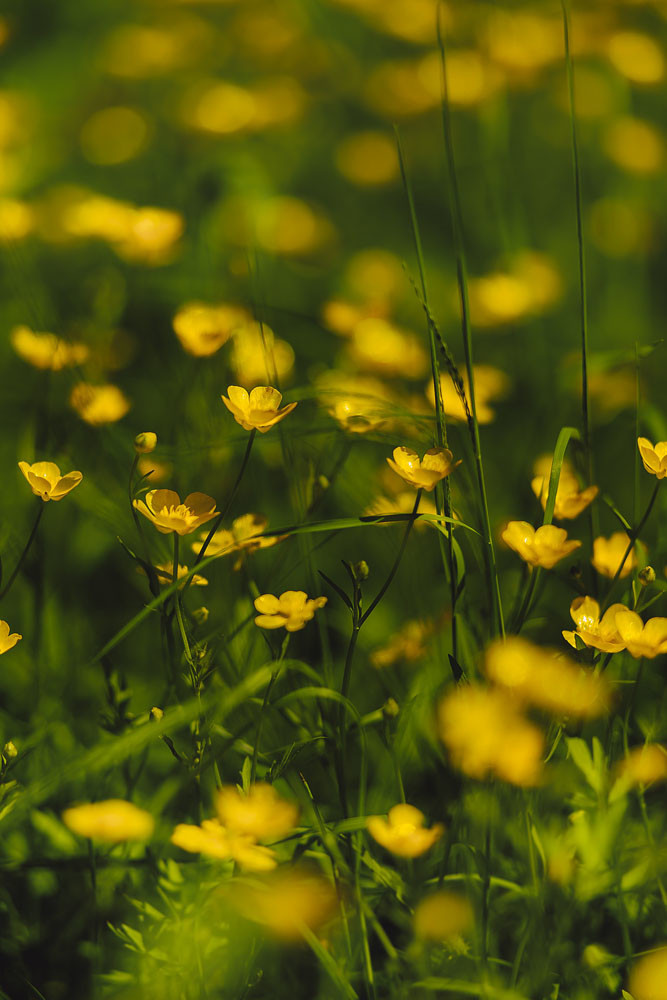 На летнем лугу. Семейный, детский, свадебный фотограф по всей РБ Валера Михневич