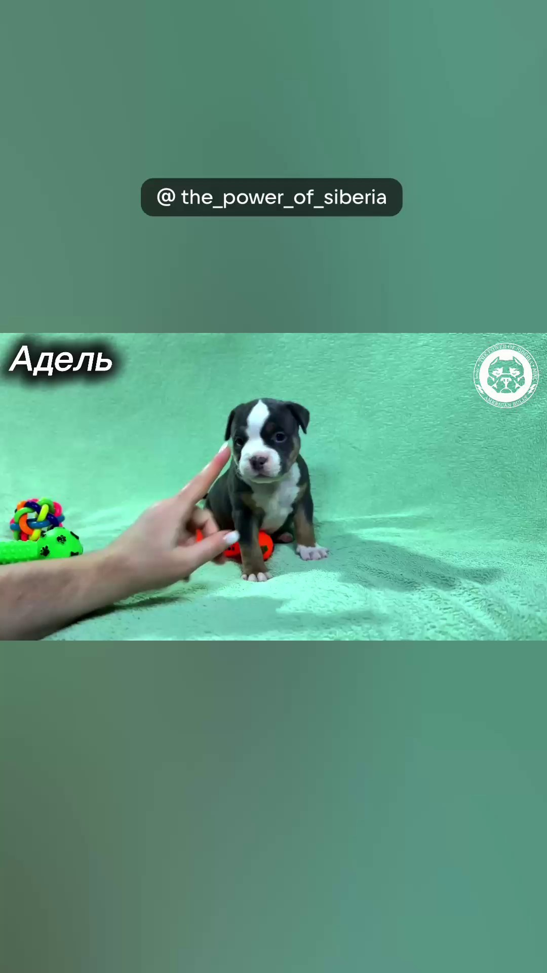 Свободные щенки Американский Булли стандарт и Свободные щенки Американский Булли классик. Американский Булли в г. Ростов-на-Дону. Питомник THE POWER OF SIBERIA