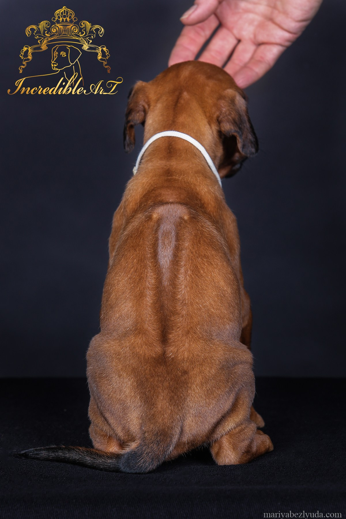 Щенки. Семейный и детский фотограф в Москве Мария Быкова