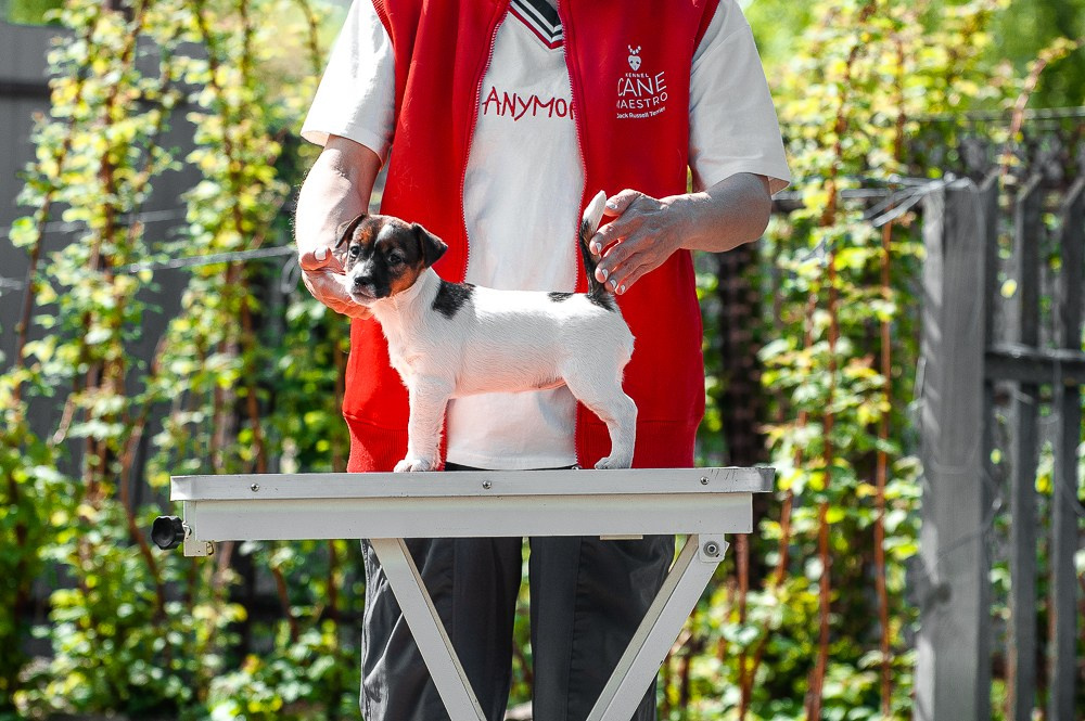 Девочка3галерея. CANE MAESTRO — kennel Jack Russell Terrier