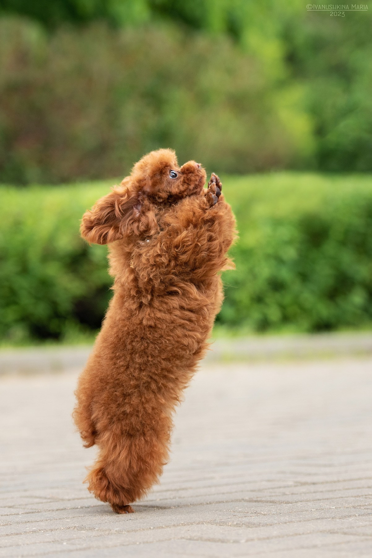 Фотосессия щенков на продажу. Фотограф собак в Москве и Московской области Иванушкина Мария
