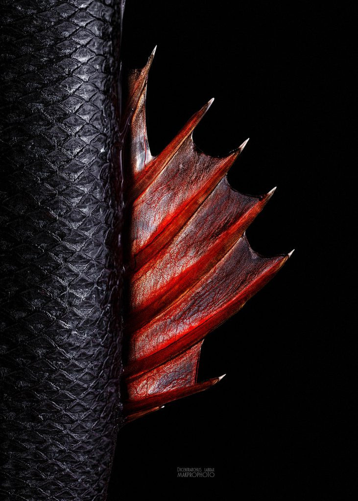 Имидж/реклама. Предметная и рекламная фотография