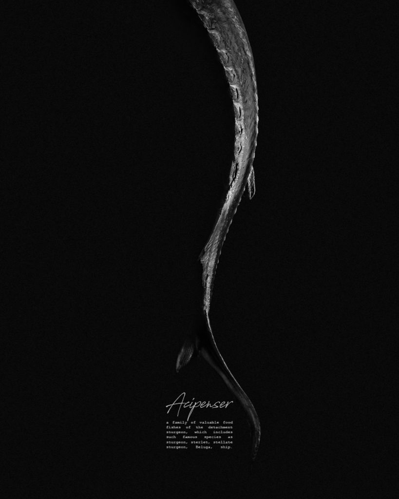 Имидж/реклама. Предметная и рекламная фотография