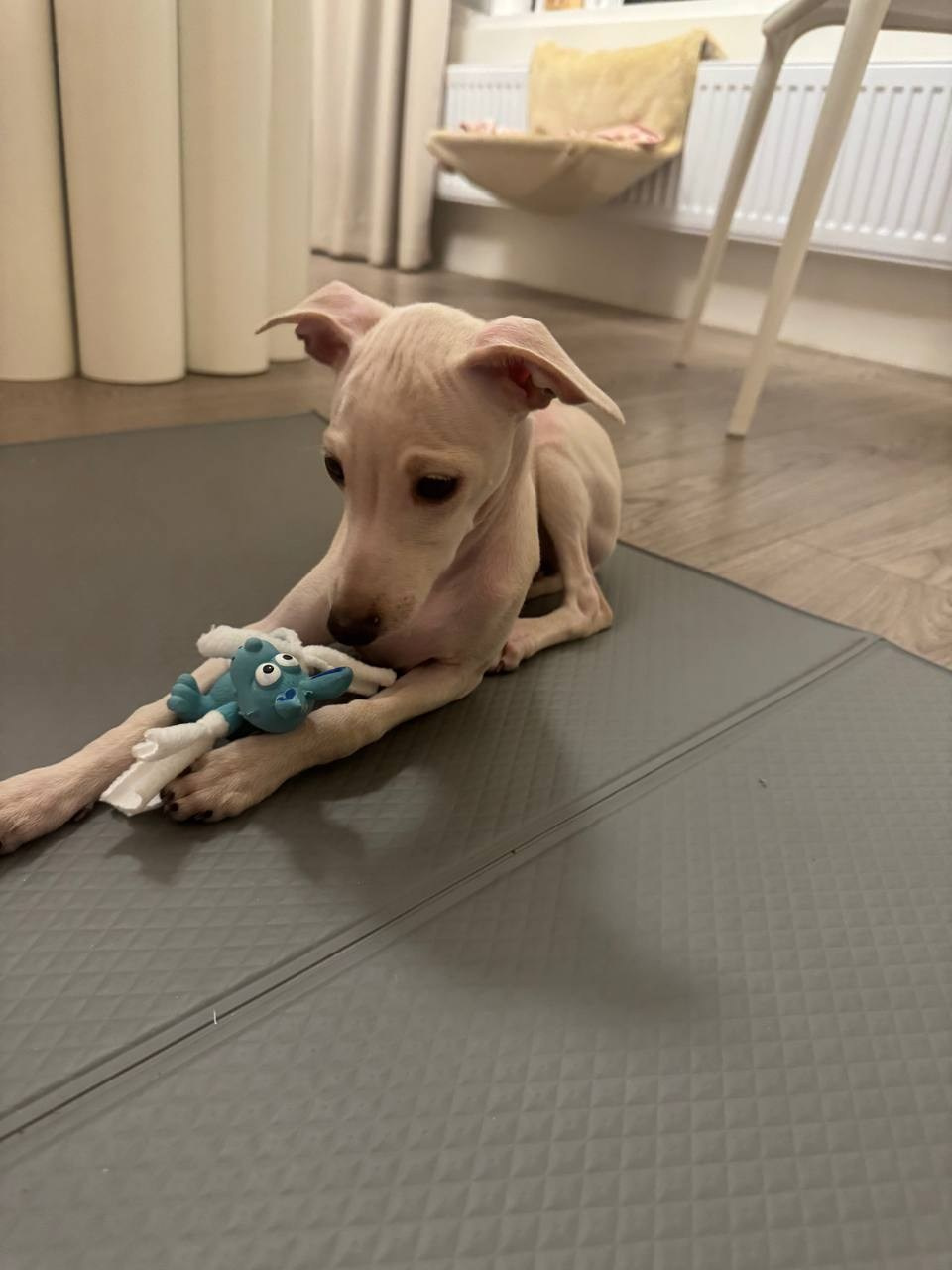 Итоги января. Профессиональный питомник левреток РКФ/FCI ASTI SAPPHIRE 💎 Сочи|Санкт-Петербург