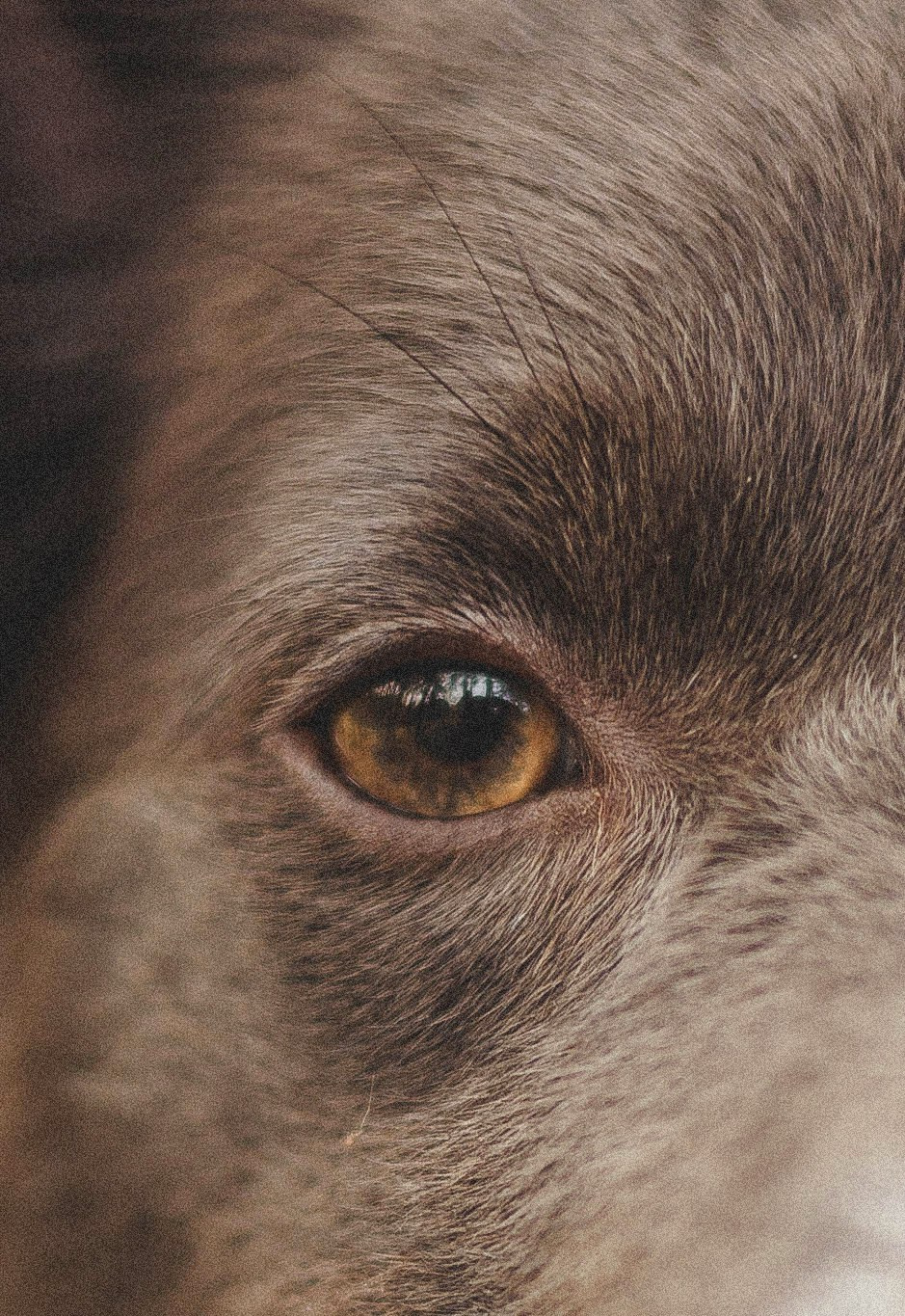 Даша и Дже. Фотограф-анималист Богданова Полина