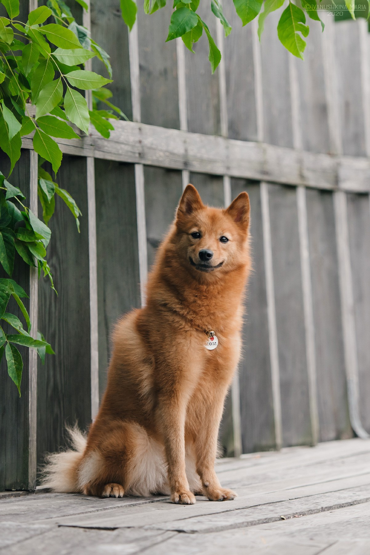 финский шпиц