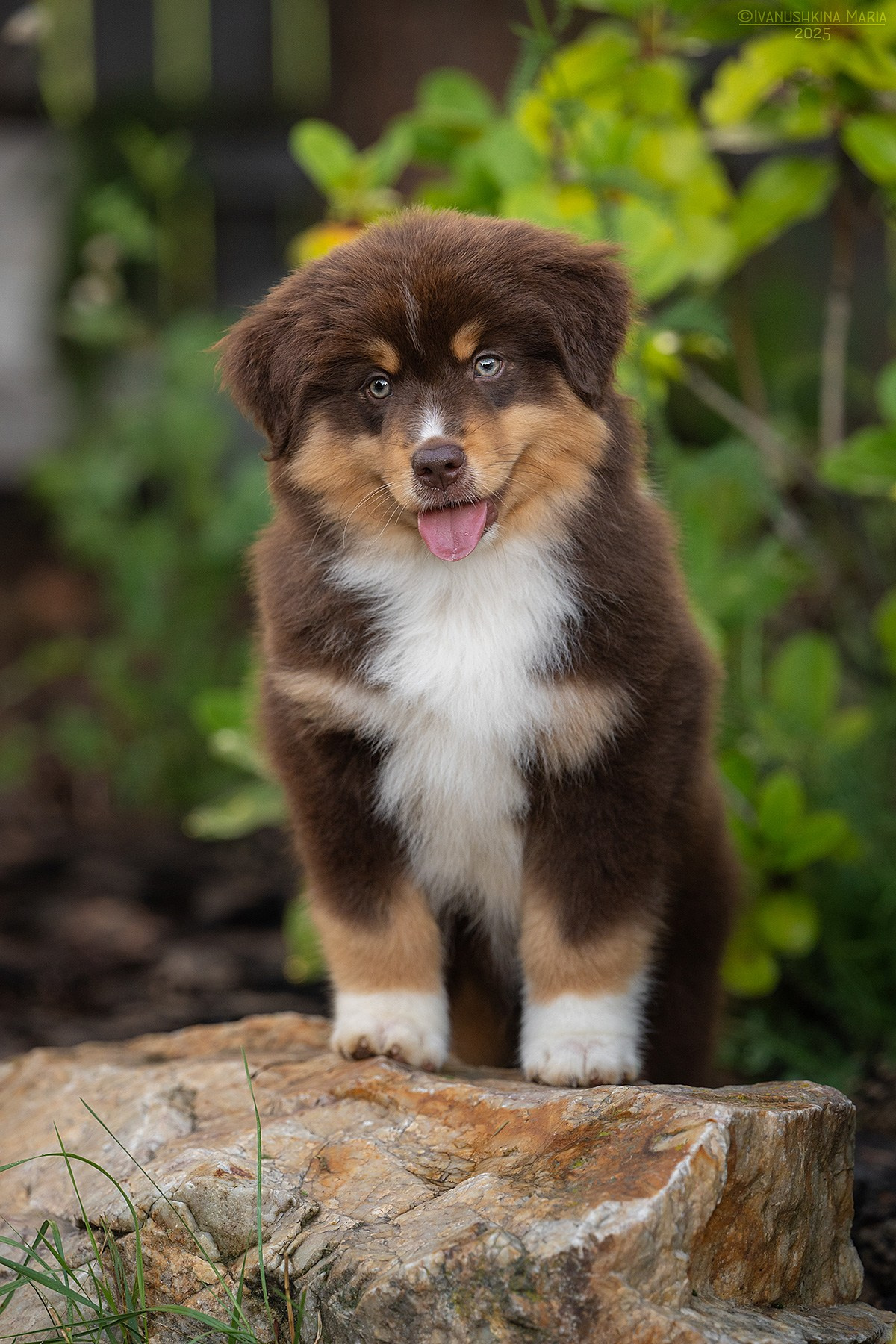 Фотосессия щенков на продажу. Фотограф собак в Москве и Московской области Иванушкина Мария
