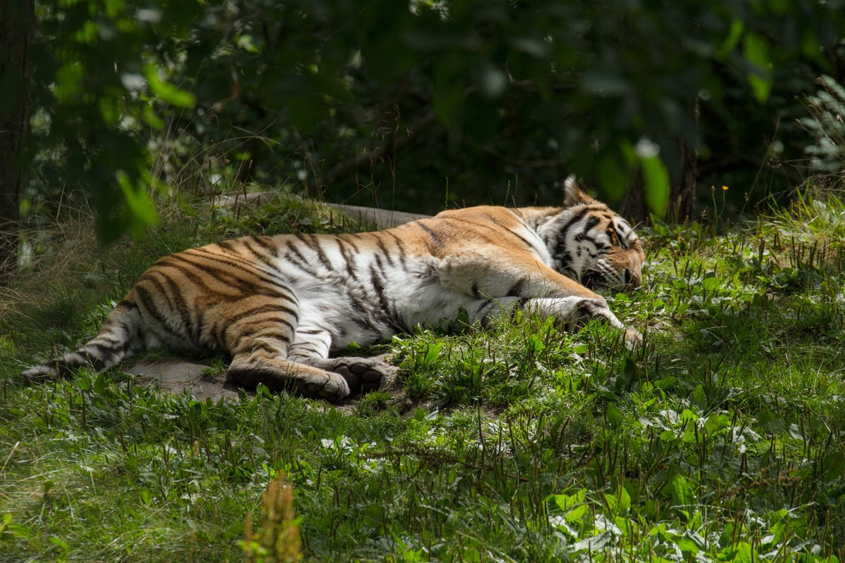 07/17. Норвегия. Walk&Fly with Batay