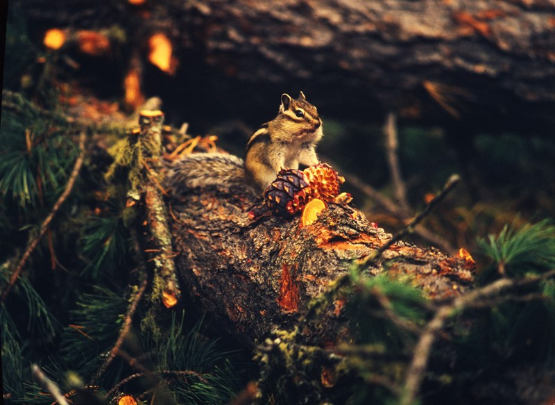 Саяны. ВАДИМ ГИППЕНРЕЙТЕР — ВЕЛИКИЙ ФОТОГРАФ ЗЕМЛИ РУССКОЙ