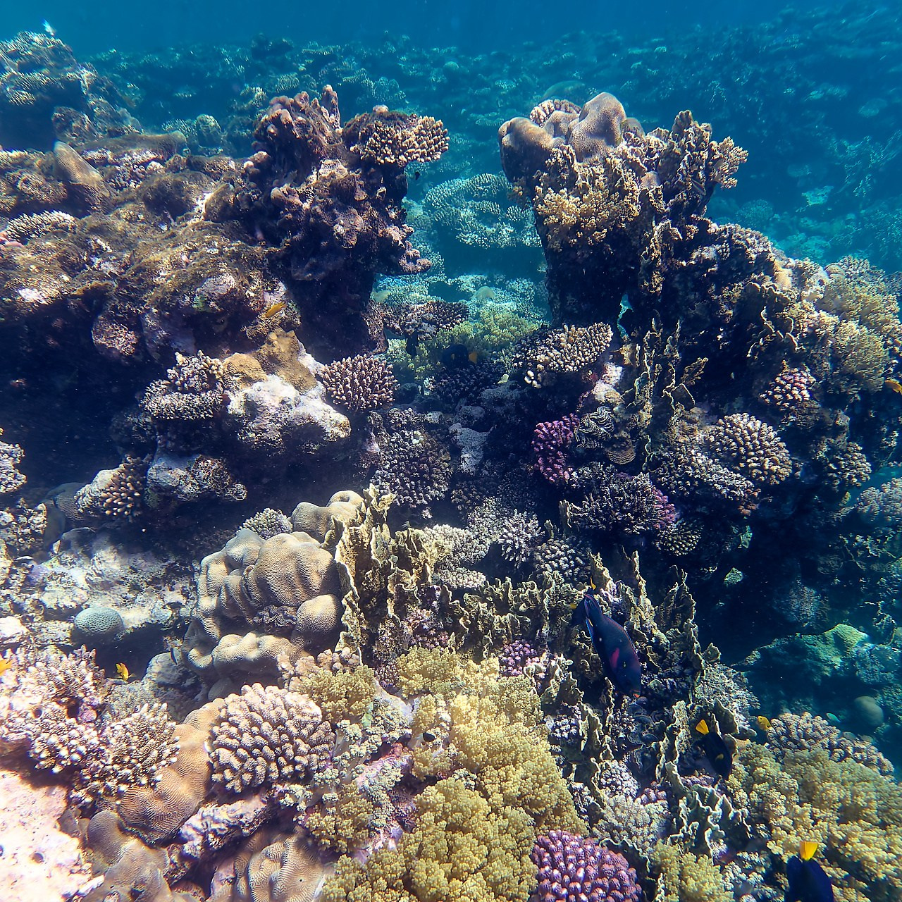 Мне посмотреть. Рыбов показываю