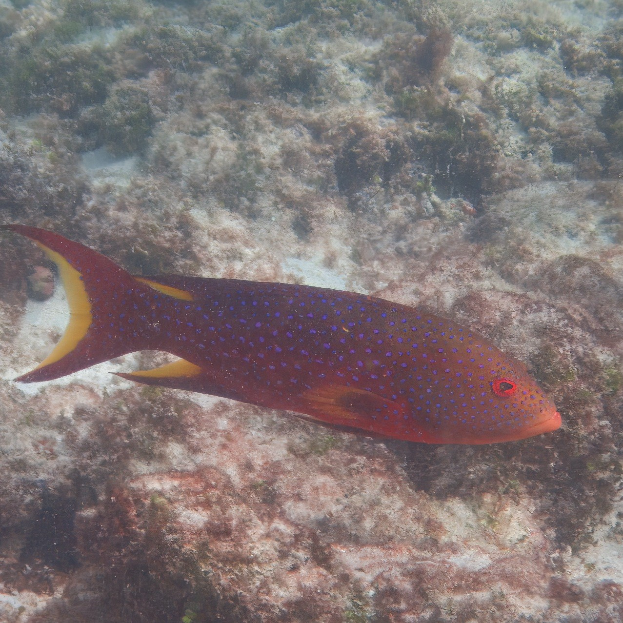 Мне посмотреть. Рыбов показываю