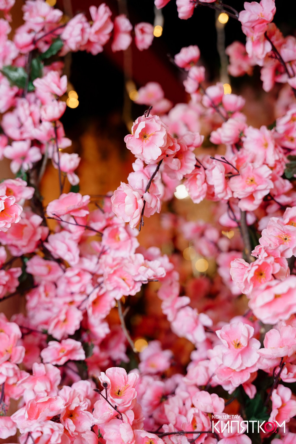 HANAMI. КИПЯТКОМ КОКШЕТАУ