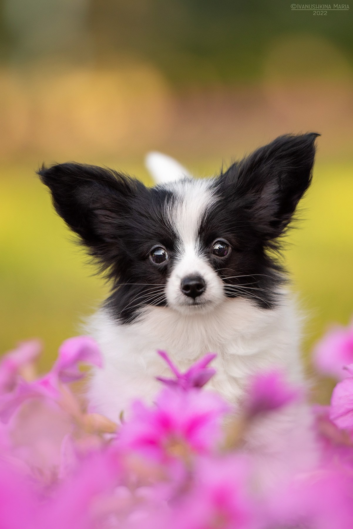 Фотосессия щенков на продажу. Фотограф собак в Москве и Московской области Иванушкина Мария