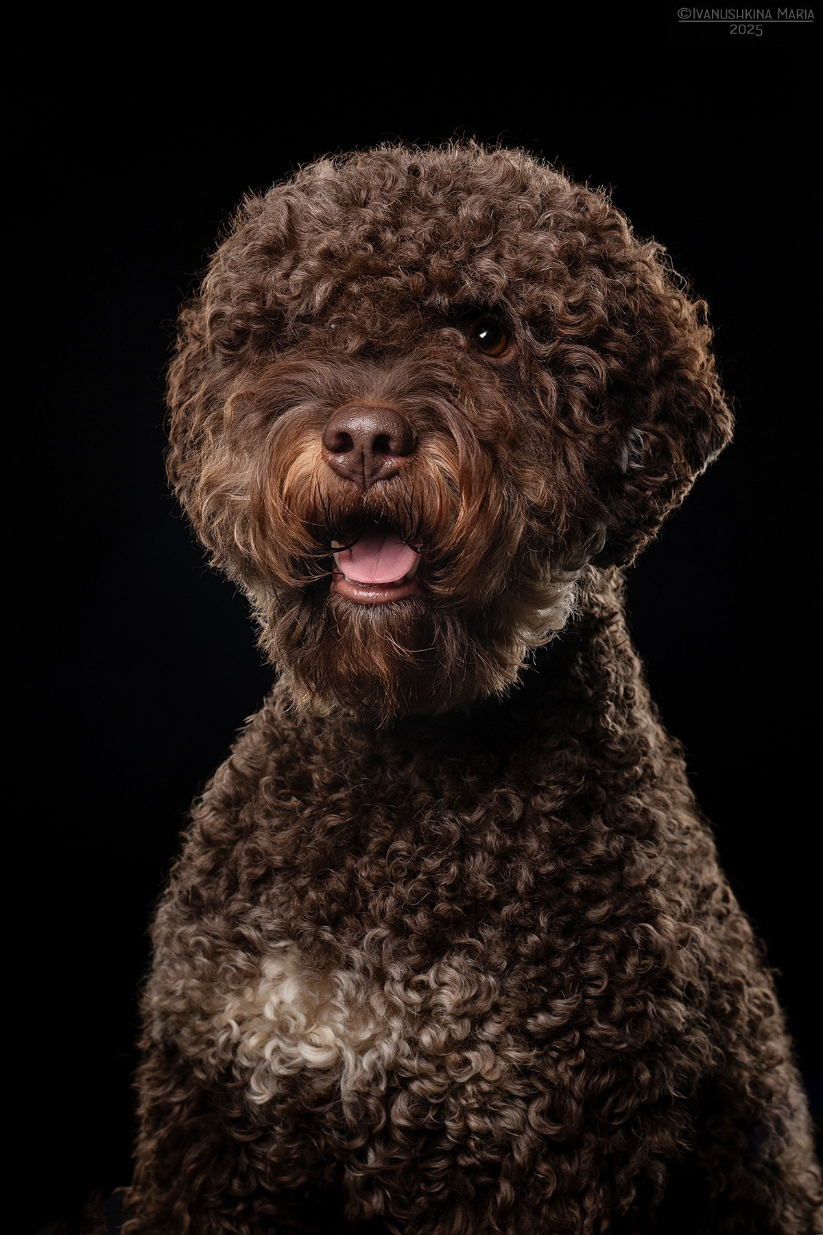 Фотосессия собаки в студии. Фотограф собак в Москве и Московской области Иванушкина Мария