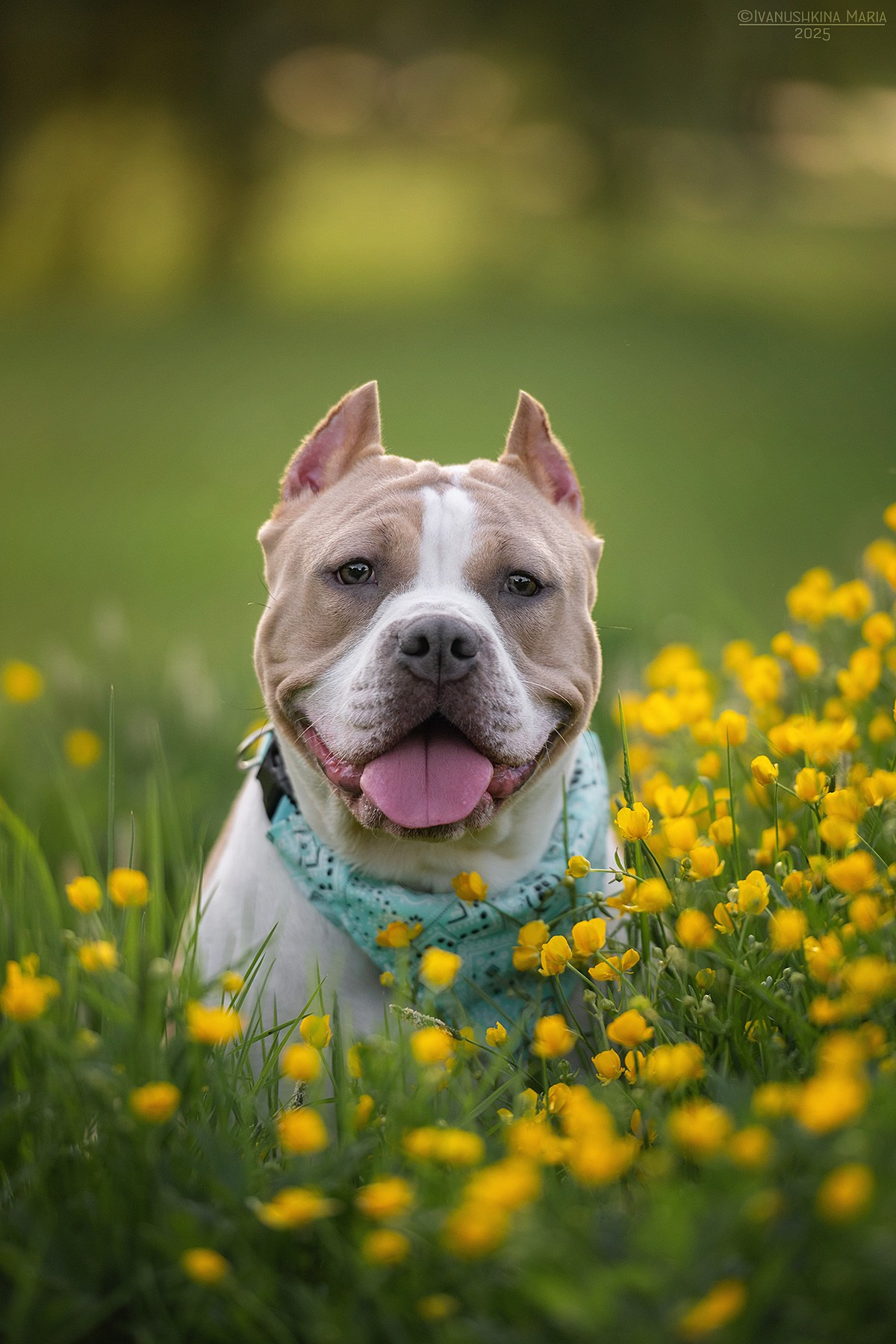 Фотограф-анималист. Фотограф собак в Москве и Московской области Иванушкина Мария