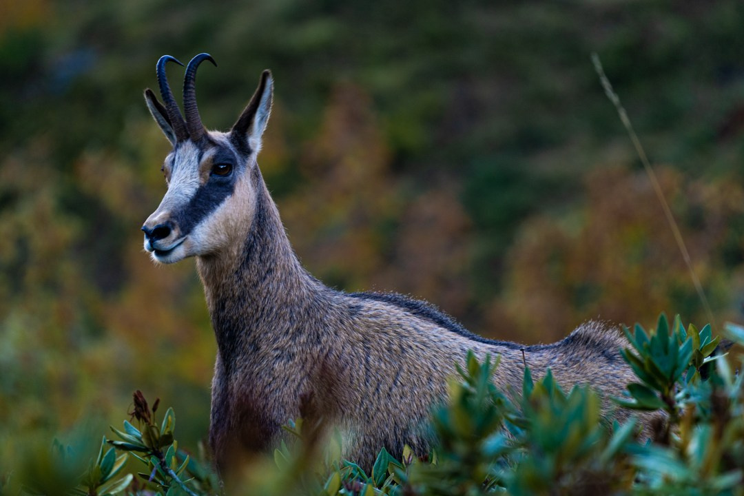 Путешествия и пейзаж. Репортажный фотограф в Красной Поляне и Сочи Павлюченко Екатерина
